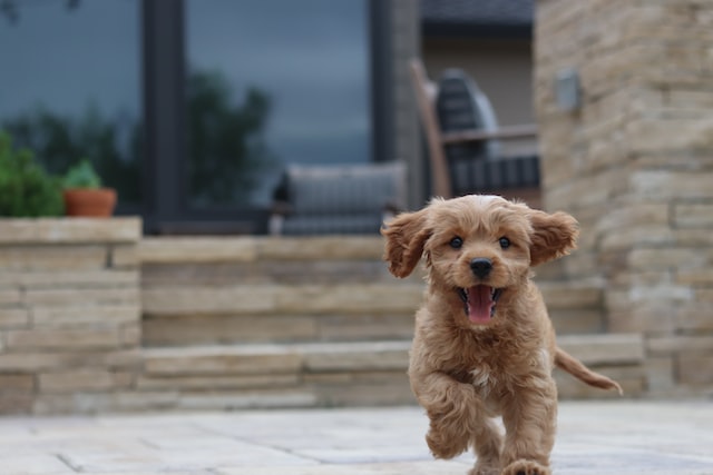 A small pup running
