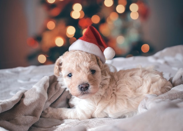 A small puppy with Santa Claus's hat