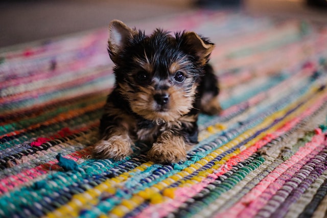 A small puppy on a rug